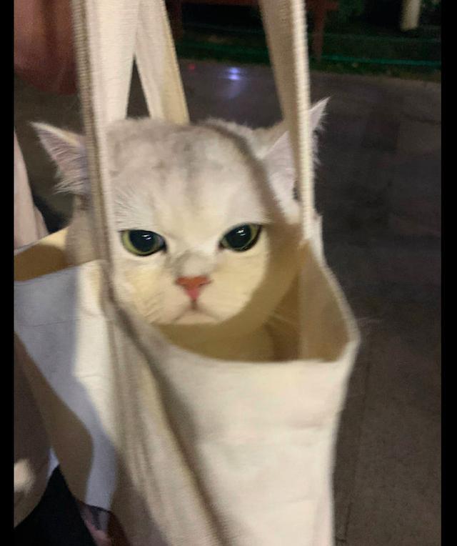 把貓咪裝進(jìn)帆布袋? 第1張 把貓咪裝進(jìn)帆布袋? 第1張