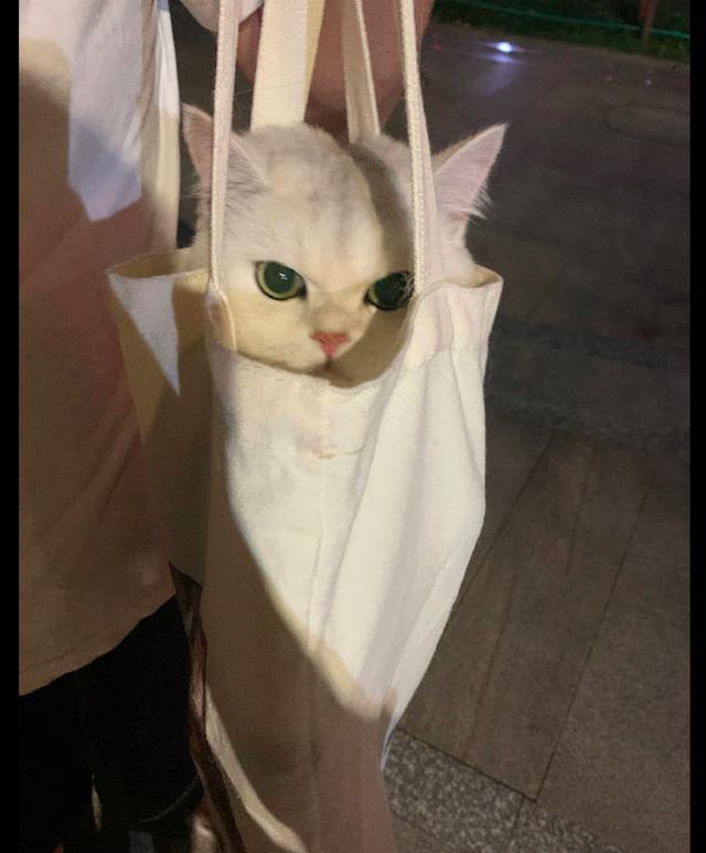 把貓咪裝進(jìn)帆布袋? 第2張 把貓咪裝進(jìn)帆布袋? 第2張