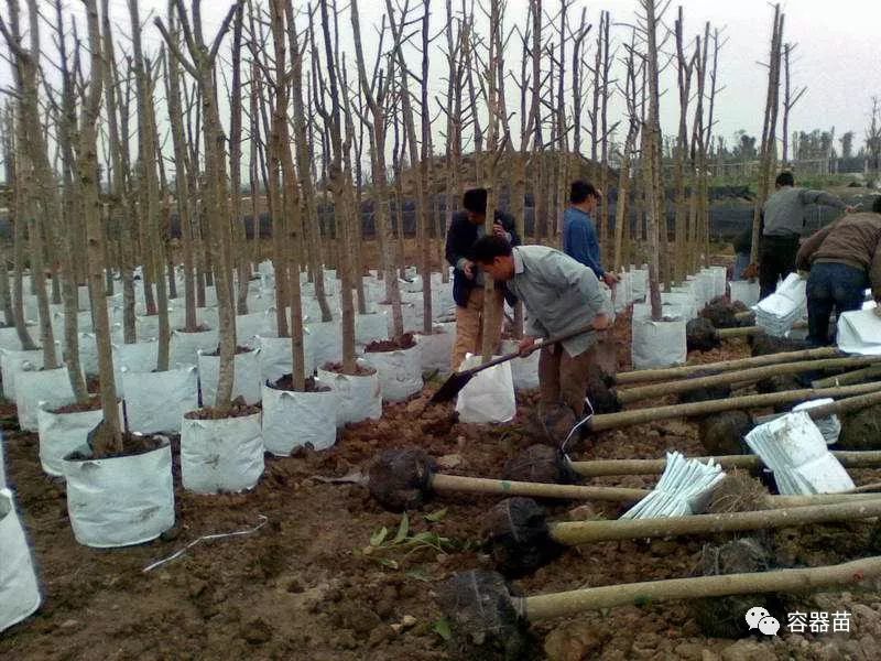 無紡布袋在容器育苗中如此流行,但絕非完美!  第3張 無紡布袋在容器育苗中如此流行,但絕非完美!  第3張