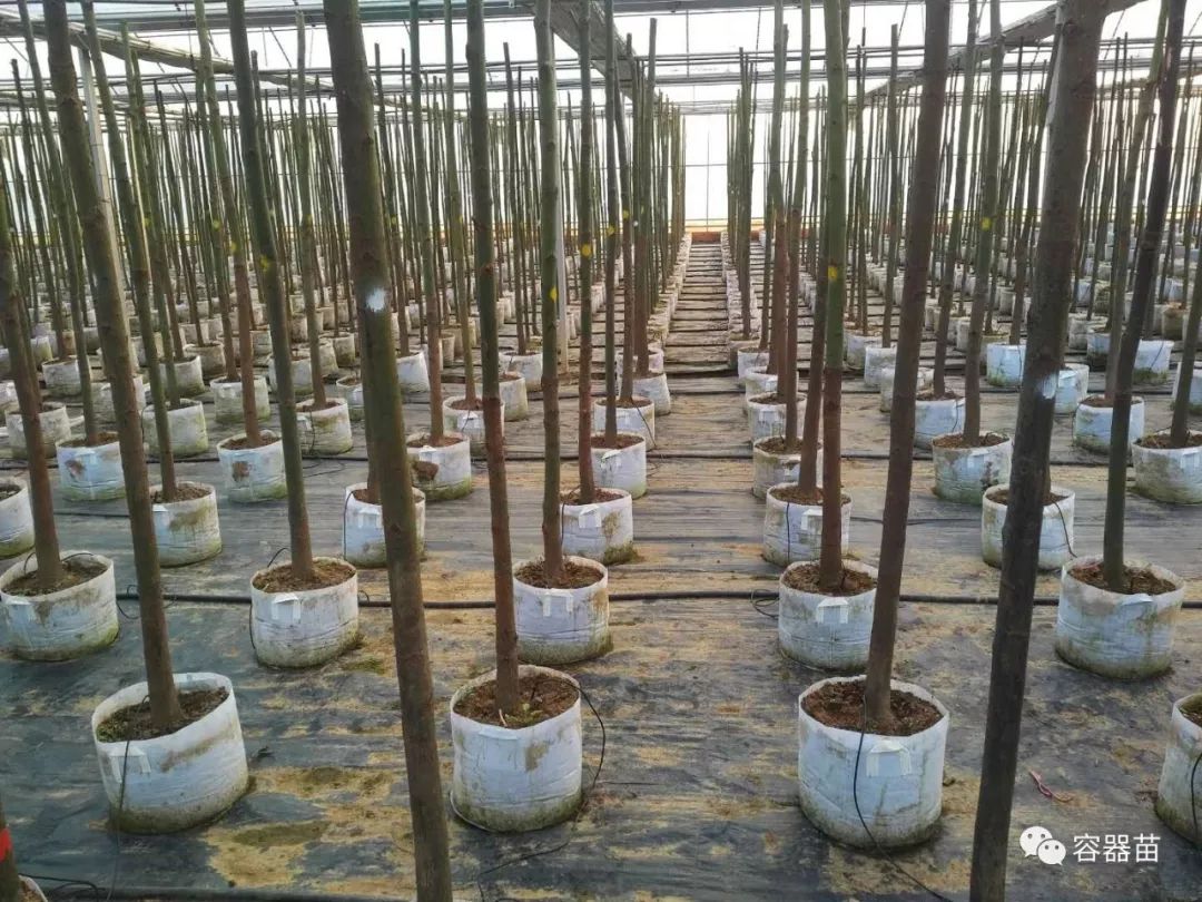 無紡布袋在容器育苗中如此流行,但絕非完美!  第2張 無紡布袋在容器育苗中如此流行,但絕非完美!  第2張