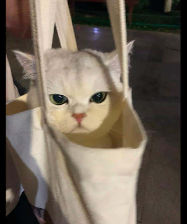 把貓咪裝進(jìn)帆布袋？