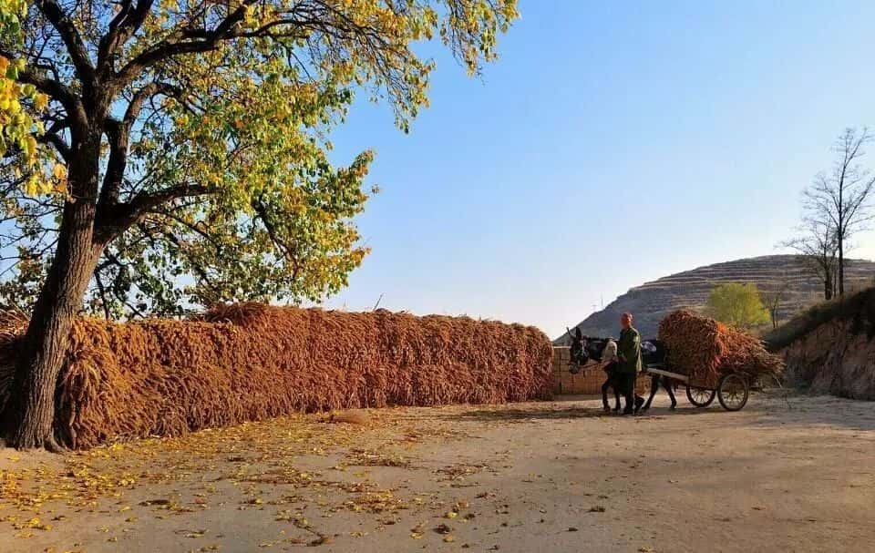 山區(qū)留守老人黃小米銷路難,緊急求援,讓我們一起轉(zhuǎn)發(fā),給他們多一份希望.  第7張